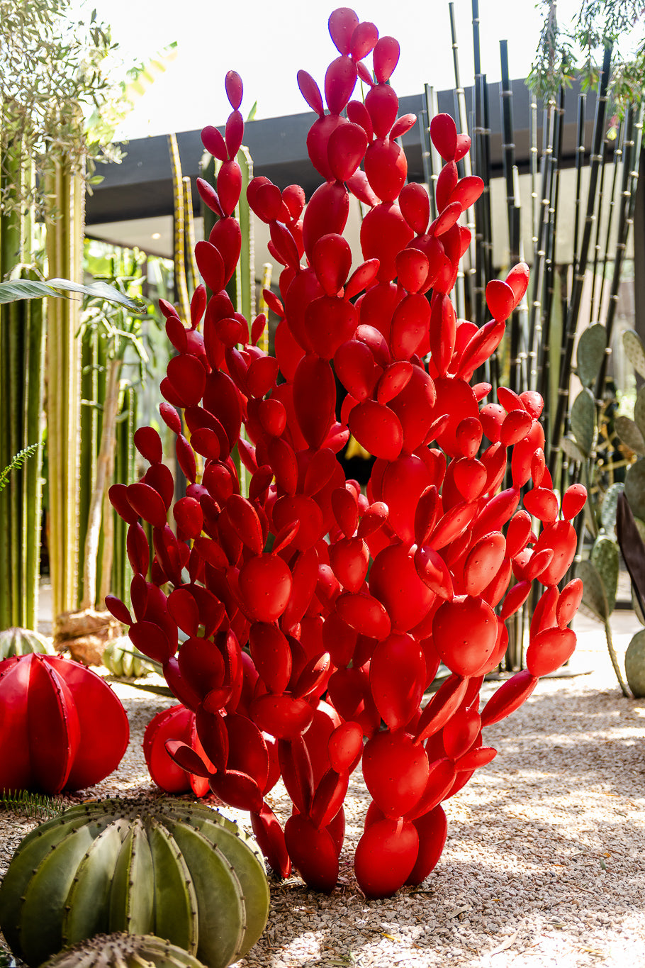 OPUNTIA